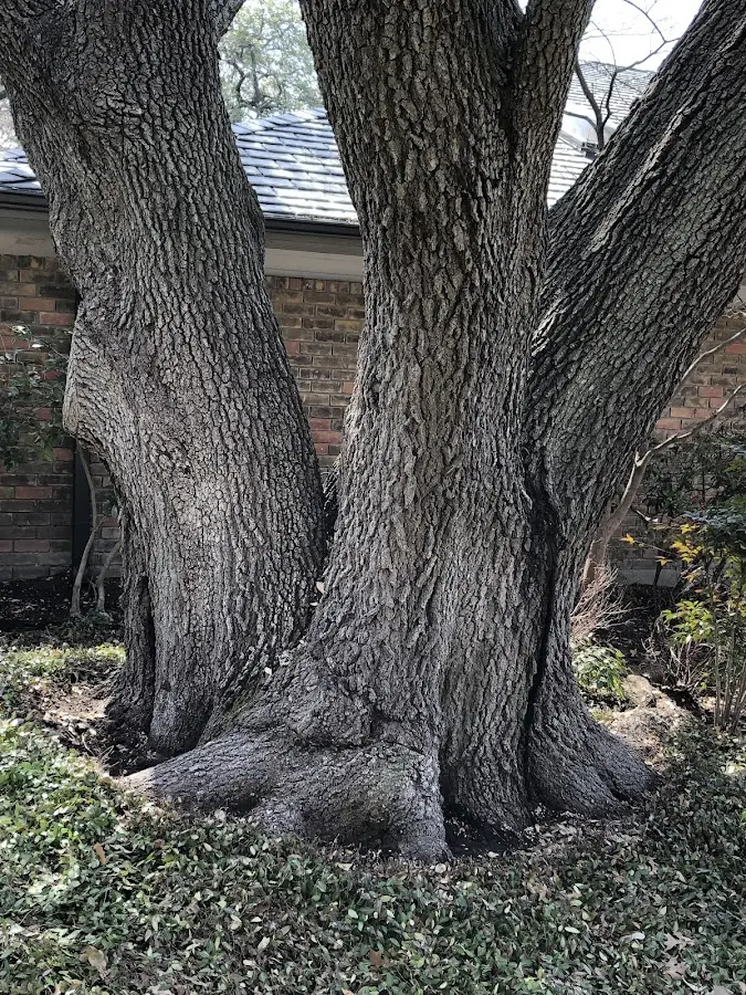 Mature heritage tree close to a Los Angeles property cared for by certified arborists