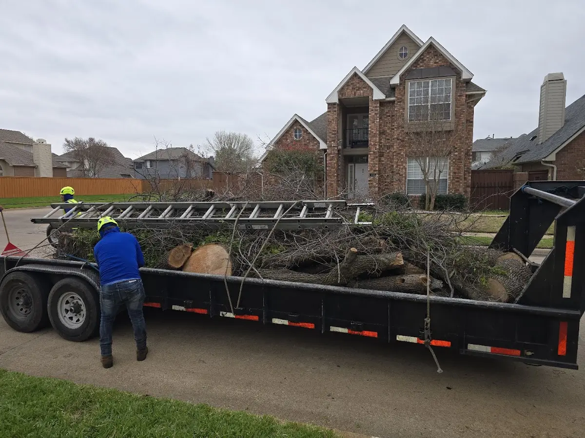 Expert Tree Pest Control with proper safety equipment in Los Angeles